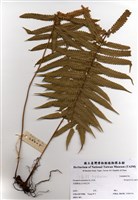 藏品(密毛毛蕨)的圖片